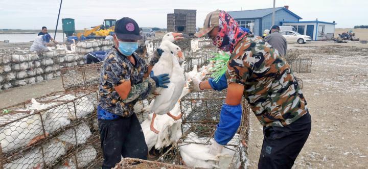 鹅养殖户_养殖鹅致富经_鹅养殖致富吗