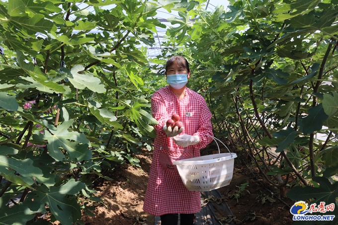 种植无花果挣钱吗_种植无花果前景如何_种植无花果 致富