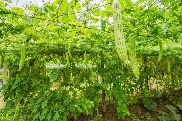 苦瓜种植技术与管理法视频_种植苦瓜的技术_苦瓜种植技术要点