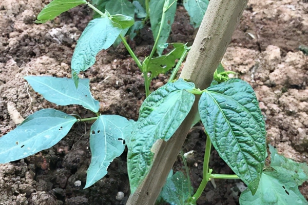 种植豆角技术_种植技术豆角技术要点_豆角的种植过程简单