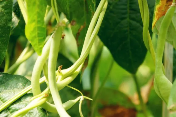 豆角的种植过程简单_种植技术豆角技术要点_种植豆角技术