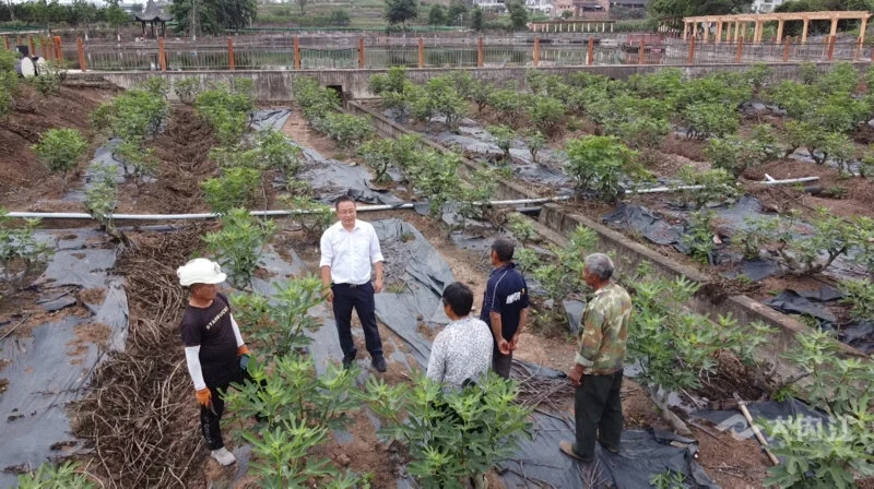 致富种植无花果图片_种植无花果 致富_种植无花果挣钱吗