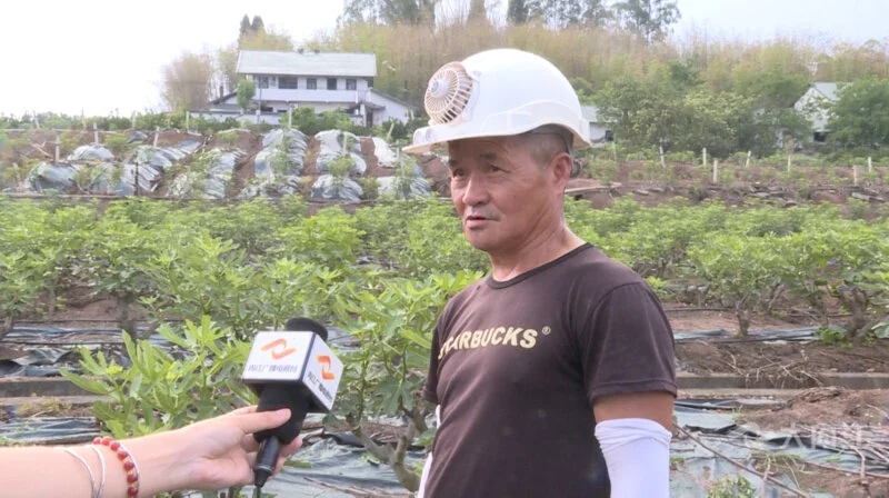 种植无花果挣钱吗_种植无花果 致富_致富种植无花果图片