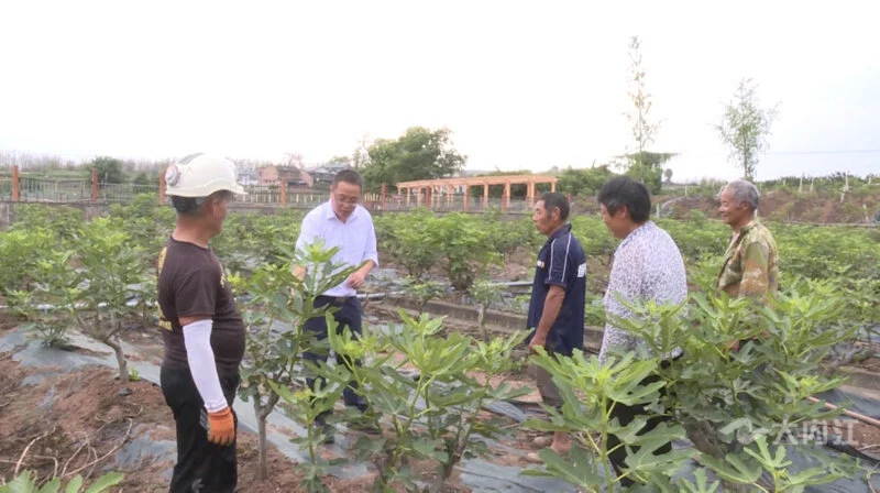 种植无花果挣钱吗_致富种植无花果图片_种植无花果 致富