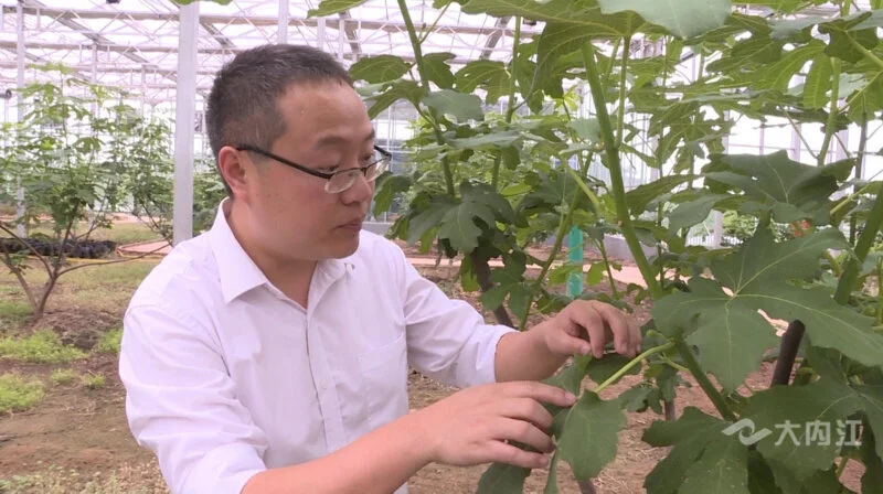 种植无花果 致富_致富种植无花果图片_种植无花果挣钱吗