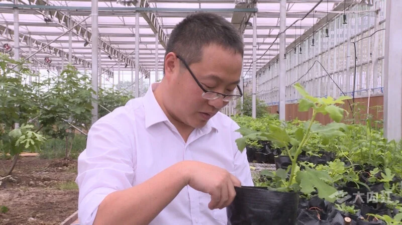 种植无花果 致富_种植无花果挣钱吗_致富种植无花果图片