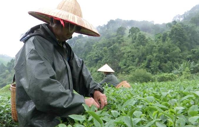 村支书带头种植致富_农村致富带头人范文种植业_致富带头人种植典型事迹材料