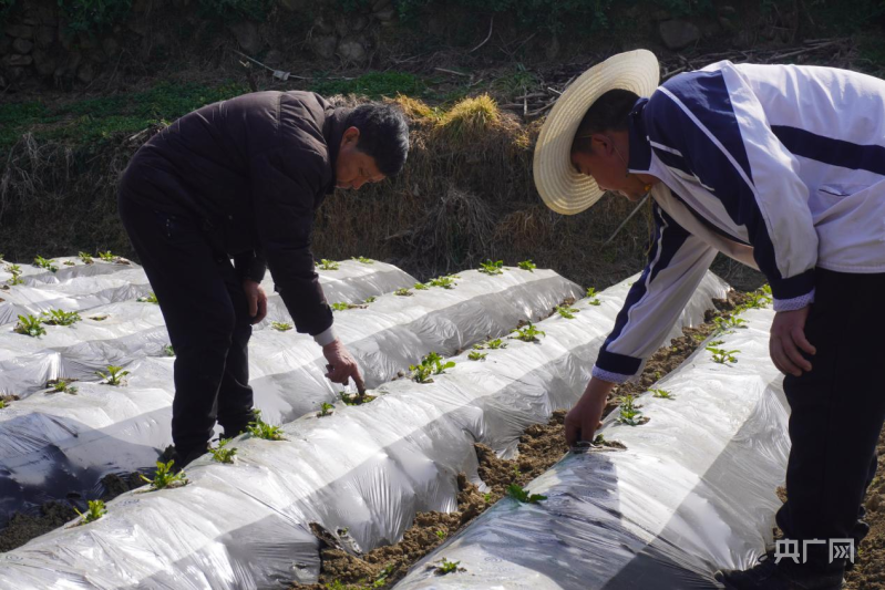 农村致富带头人范文种植业_村支书带头种植致富_致富带头人种植典型事迹材料