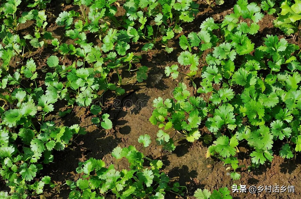 香菜种植方案_香菜种植新技术_香菜种植技术新闻报道