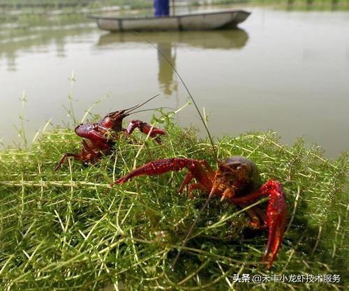 致富经养殖龙虾_致富龙虾养殖方法_致富经小龙虾养殖