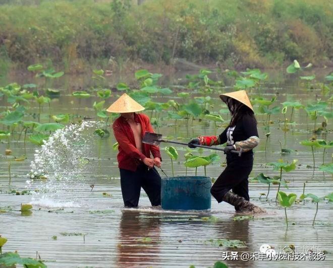 致富经养殖龙虾_致富经小龙虾养殖_致富龙虾养殖方法