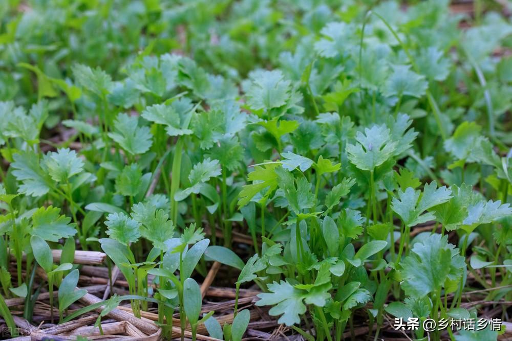 香菜种植新技术_香菜种植技术新闻稿_香菜种植技术新闻