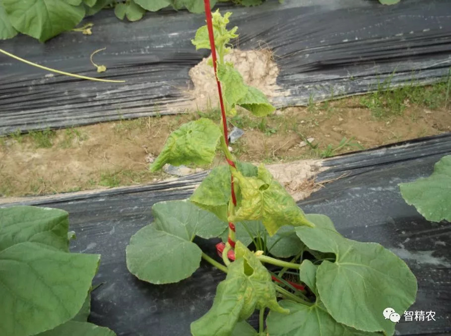 芒果北方种植技术视频_芒果北方种植技术与管理_芒果北方种植技术