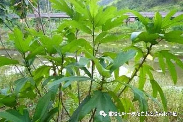 北京种植什么最赚钱_种植致富案例_北京种植致富