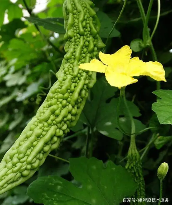 苦瓜种植技术与管理_种植苦瓜的技术_苦瓜种植技术要点