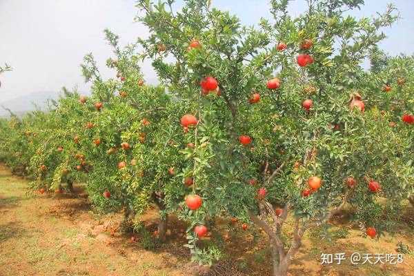 芒果北方怎么种植_芒果北方种植技术与管理_芒果北方种植技术