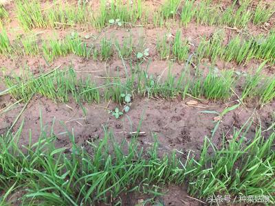 韭菜种植视频教程_种植韭菜技术视频_视频韭菜种植技术教程