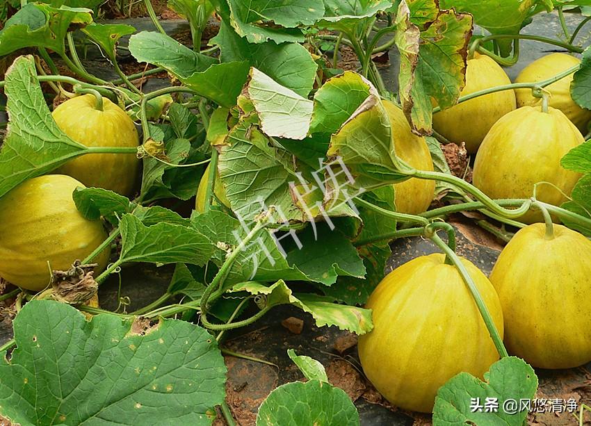 甜瓜早春茬栽培技术_早春甜瓜苗期温度管理_早春甜瓜种植技术视频