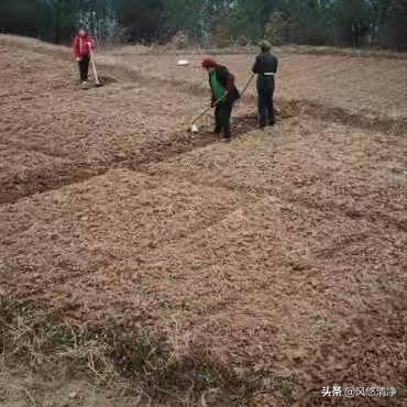 甜瓜早春茬栽培技术_早春甜瓜种植技术视频_早春甜瓜苗期温度管理