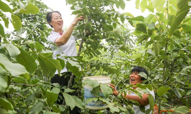 致富核桃种植技术视频_核桃致富经_核桃种植致富技术