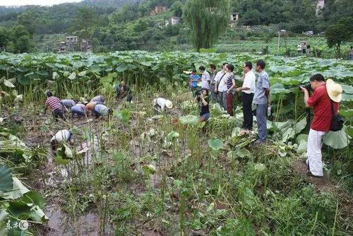 藕田养殖龙虾技术田_藕田小龙虾养殖技术_田龙虾藕养殖技术要点