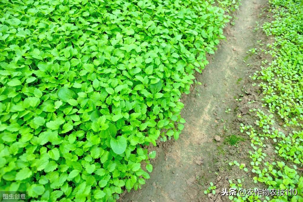 史上最全面的香菜种植技术大全，看了不后悔