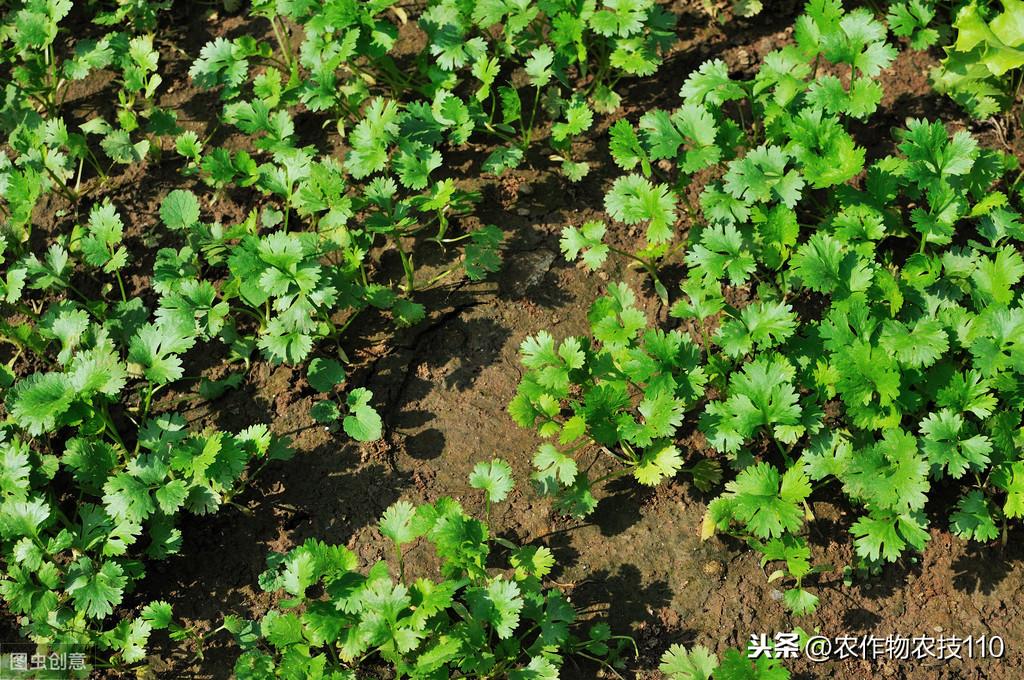 香菜种植技术新闻报道_香菜种植技术新闻_香菜种植新技术