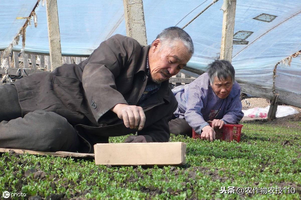 香菜种植技术新闻_香菜种植技术新闻报道_香菜种植新技术