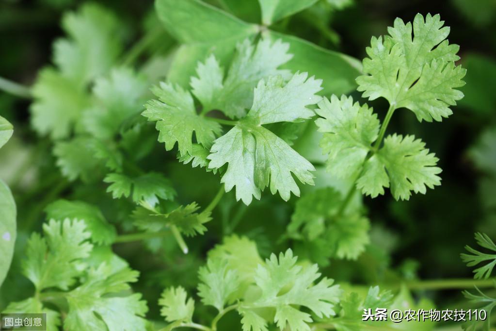 香菜种植新技术_香菜种植技术新闻报道_香菜种植技术新闻