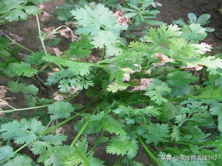 香菜种植技术新闻报道_香菜种植新技术_香菜种植技术新闻