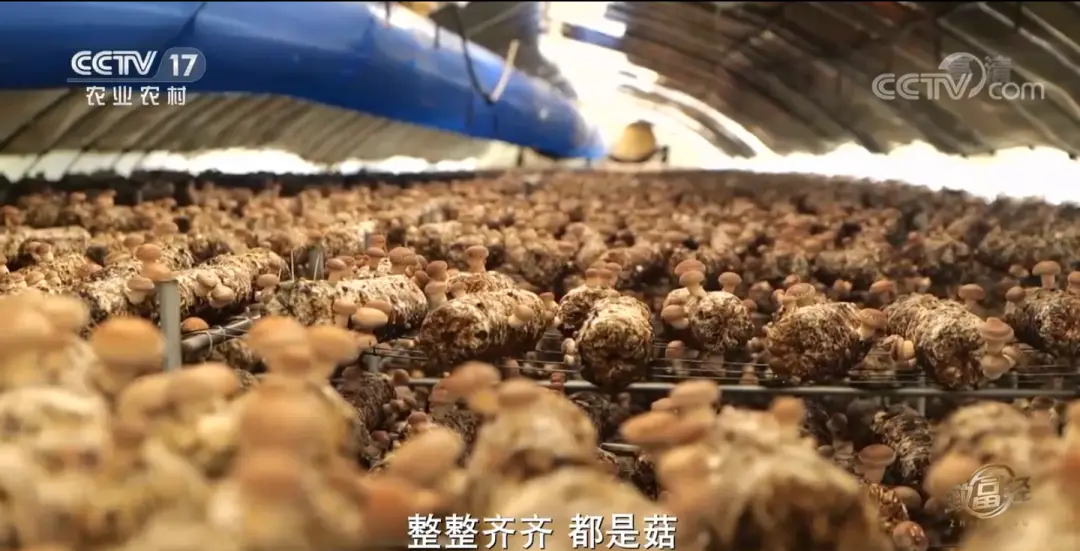 致富经蘑菇种植视频2019_致富经菌菇种植_种植菇致富