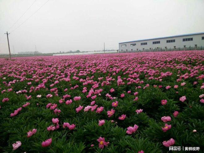 致富药材生长在什么地方_致富经药材种植视频_致富经一年生药材