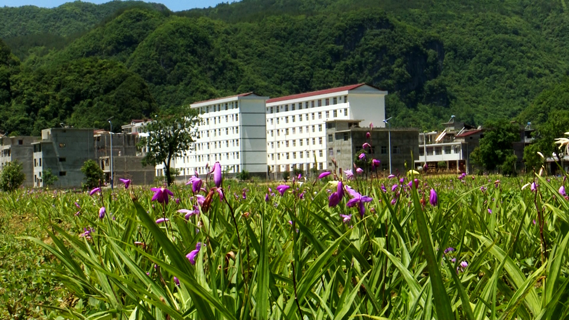 种植■陕西镇巴县：白芨花开致富路