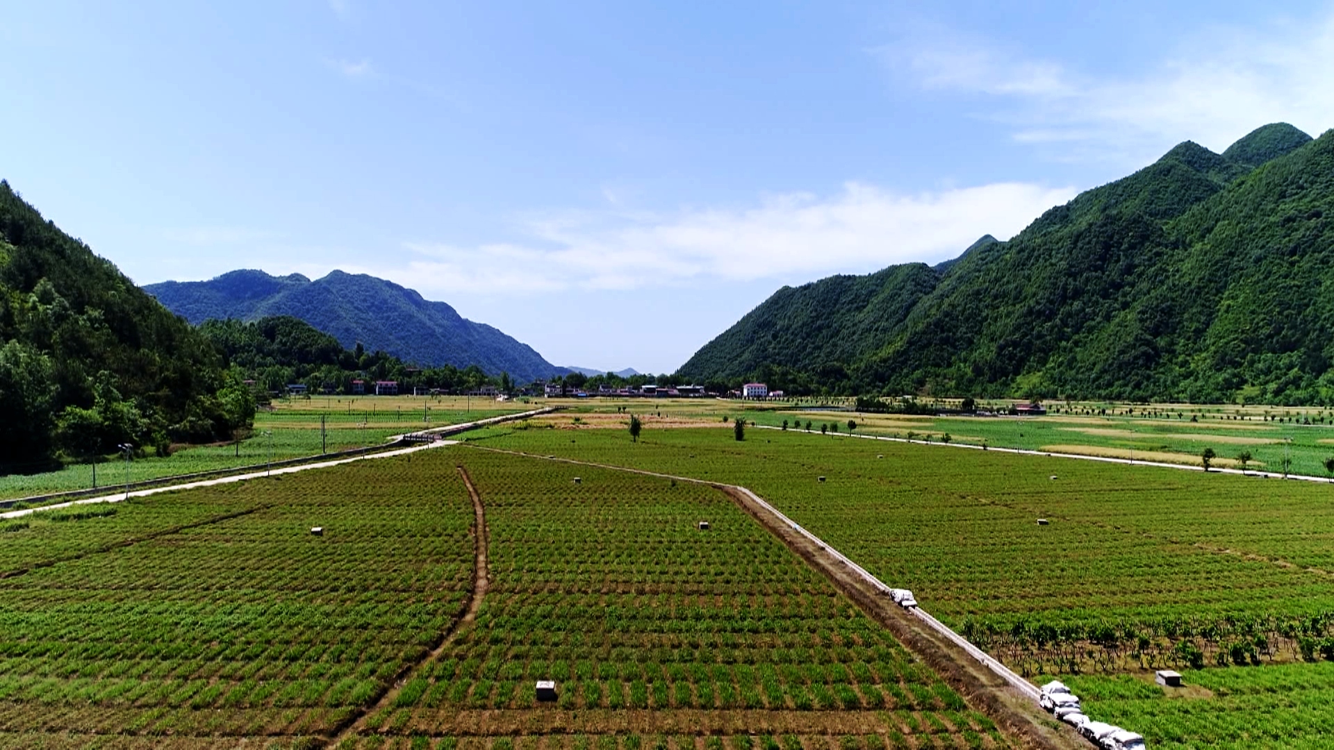 种植■陕西镇巴县：白芨花开致富路