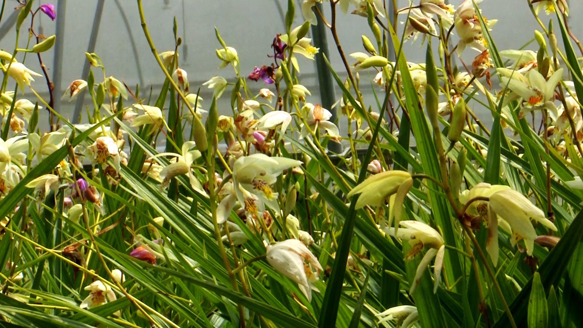 种植■陕西镇巴县：白芨花开致富路