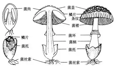 蘑菇种植管理方法技术指南_蘑菇种植技术方法与管理_蘑菇的种植与管理