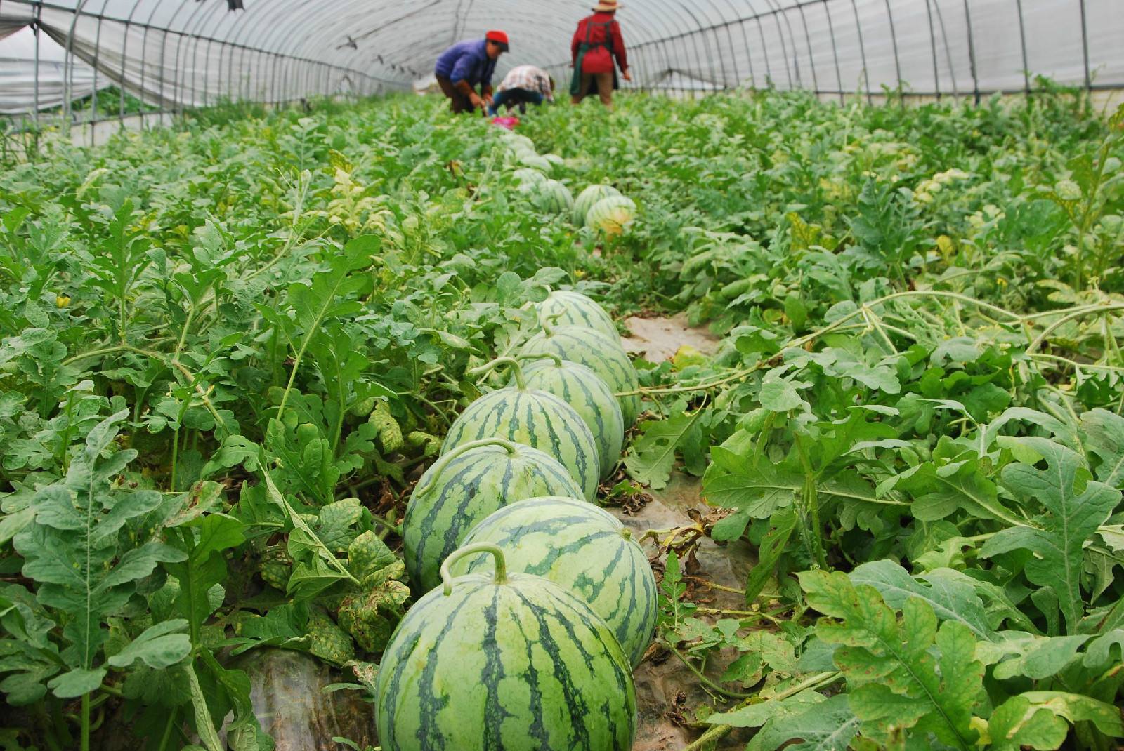 适合河南种植致富项目_河南种植什么赚钱_致富种植河南适合项目有哪些