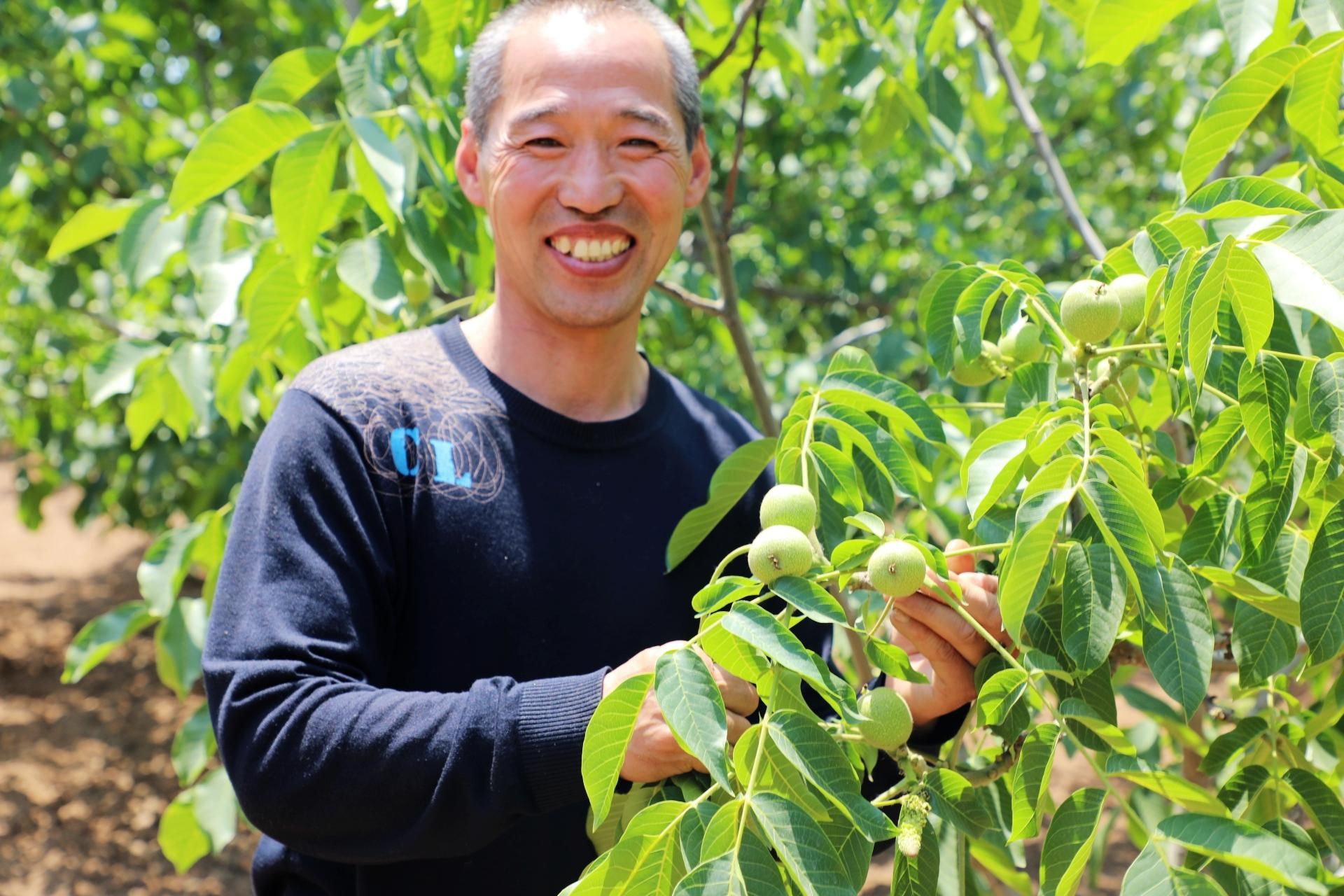 河北平乡：小核桃趟出致富大天地