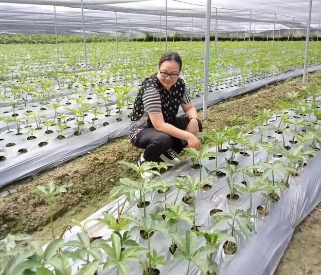 农广致富经魔芋种植技术_农广天地种植魔芋视频_农广天地魔芋种植技术视频