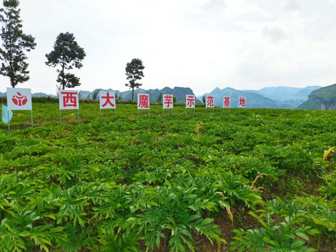 农广天地种植魔芋视频_农广致富经魔芋种植技术_农广天地魔芋种植技术视频