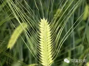 【风向标】8大种植项目，朴实农民翻身做土豪！