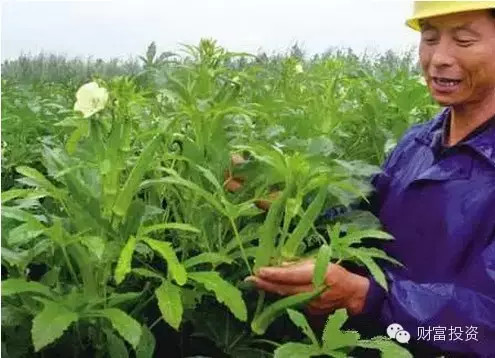 致富种植什么比较赚大钱_种植致富典型_致富种植视频全集