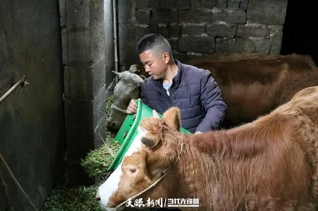 肉牛养殖致富经_肉牛养牛基地_清河区养殖肉牛走上致富路