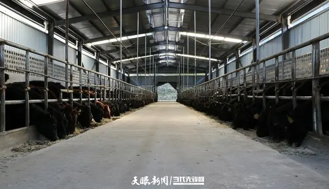 肉牛养殖致富经_清河区养殖肉牛走上致富路_肉牛养牛基地