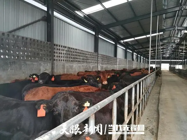 肉牛养殖致富经_清河区养殖肉牛走上致富路_肉牛养牛基地