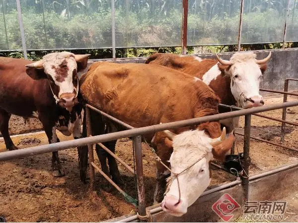 肉牛养殖致富经_清河区养殖肉牛走上致富路_肉牛养牛基地