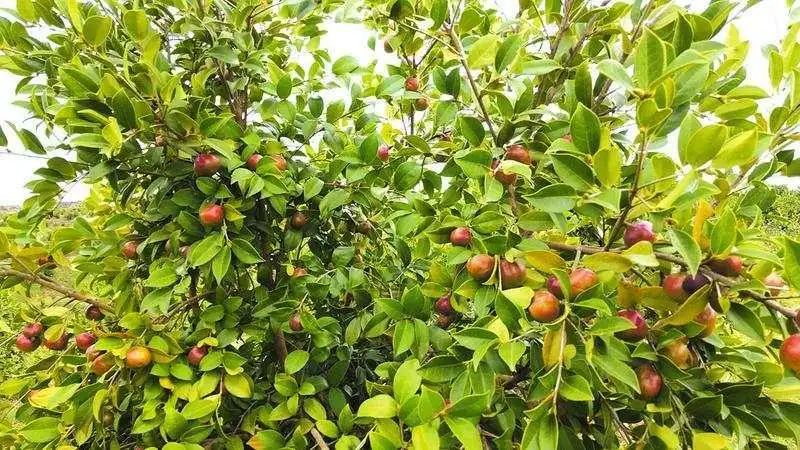 致富种植杨梅图片_种植杨梅赚钱吗_种植杨梅致富