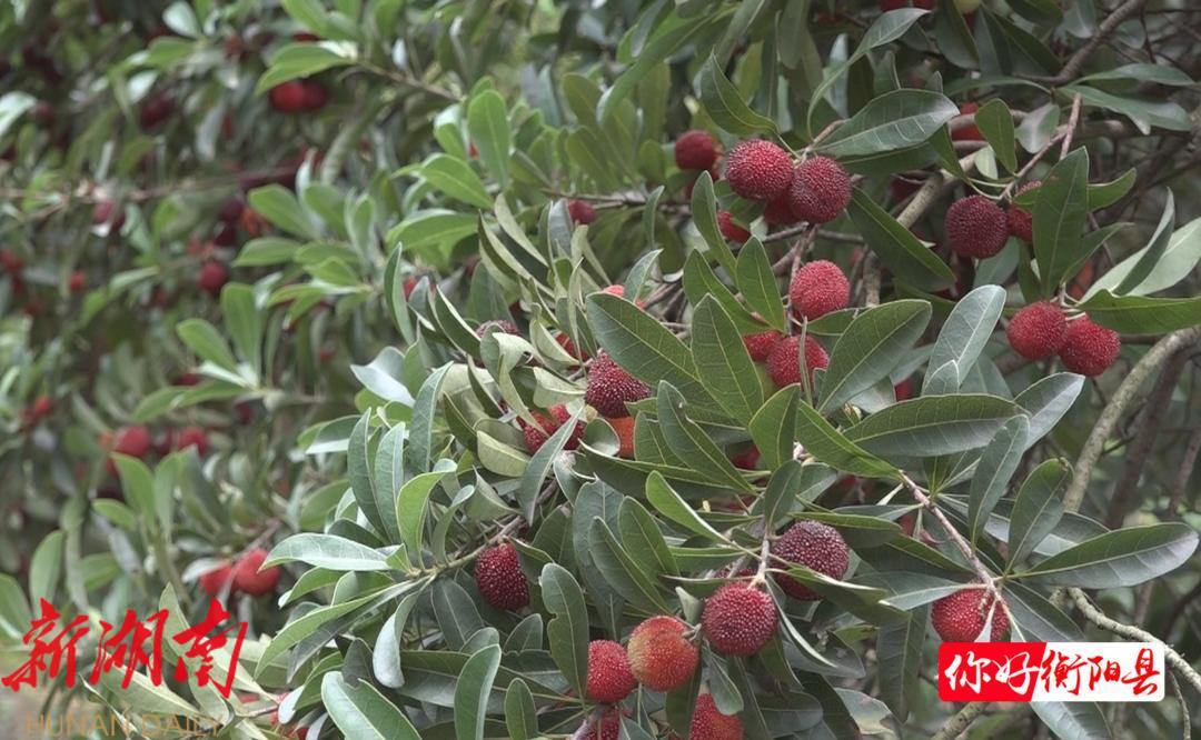 种植杨梅赚钱吗_种植杨梅致富_致富种植杨梅怎么样