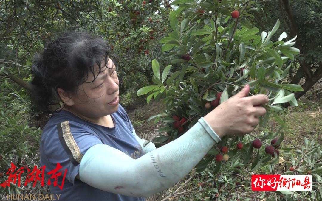 致富种植杨梅怎么样_种植杨梅赚钱吗_种植杨梅致富