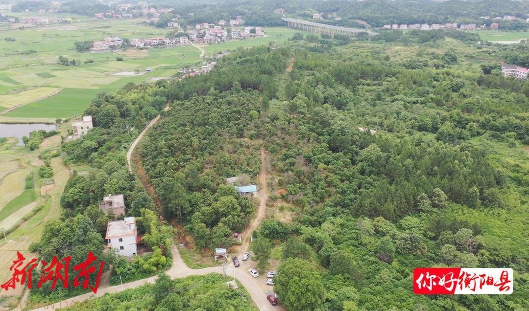 致富种植杨梅怎么样_种植杨梅赚钱吗_种植杨梅致富